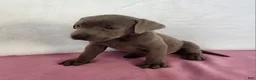 Labrador Retriever dogs for sale: Rosa - Ad 3