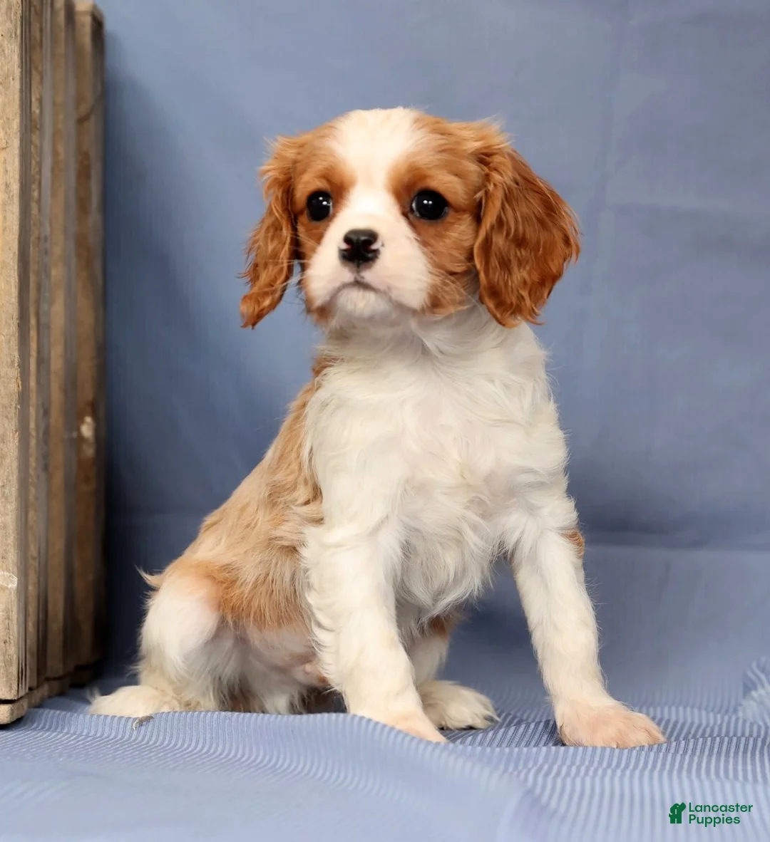Cavalier King Charles Spaniel dogs for sale: Timmy - Ad 2