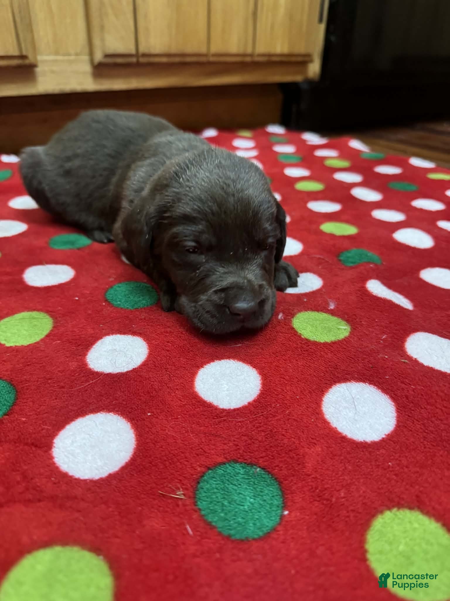 Labrador Retriever dogs Sprout - Ad 28