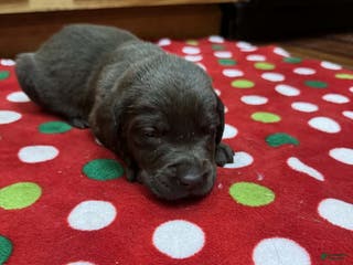 Labrador Retriever dogs Sprout - Ad 33