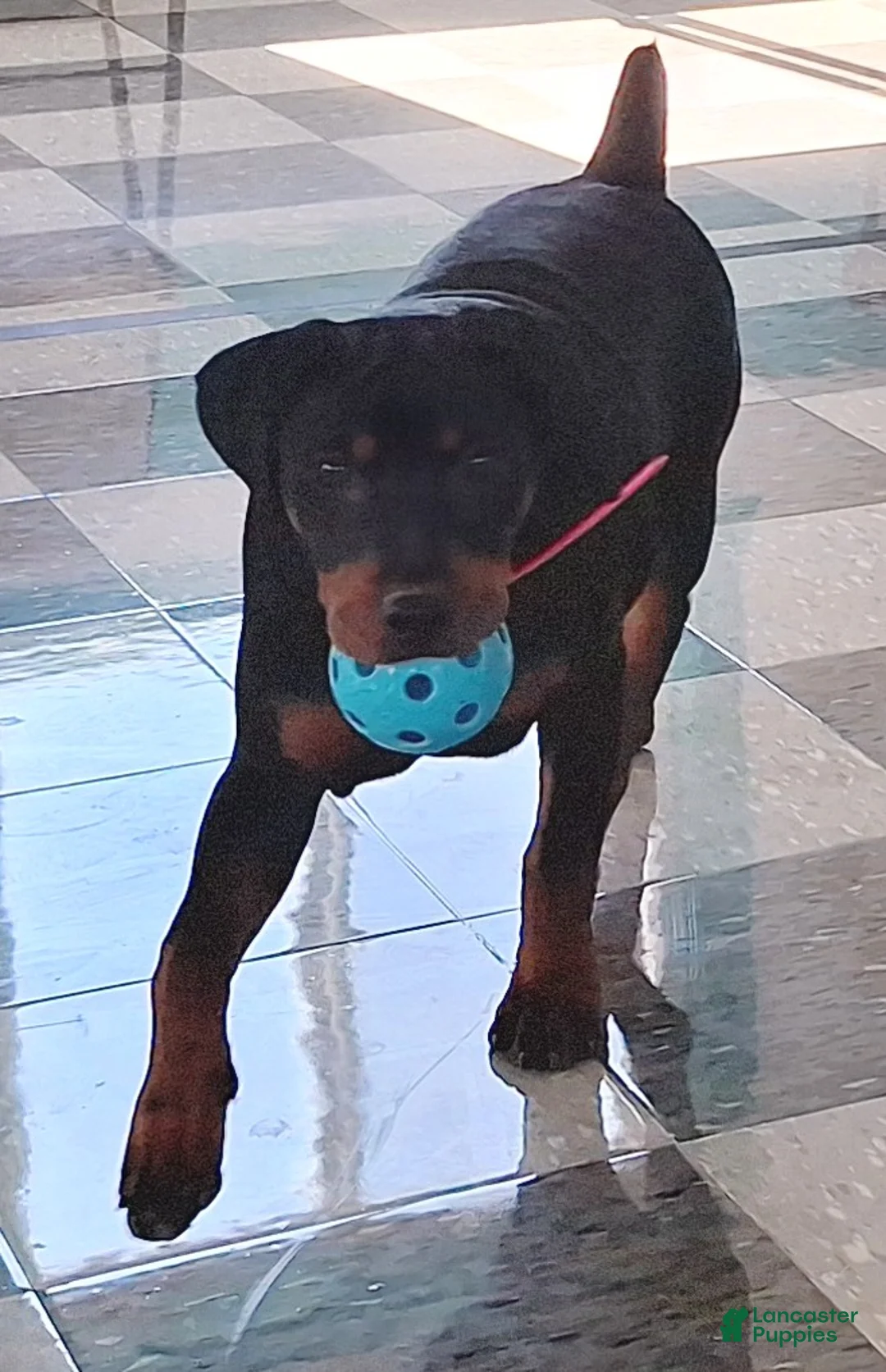 Mixed Breed dogs for sale: Sabrina - Ad 2