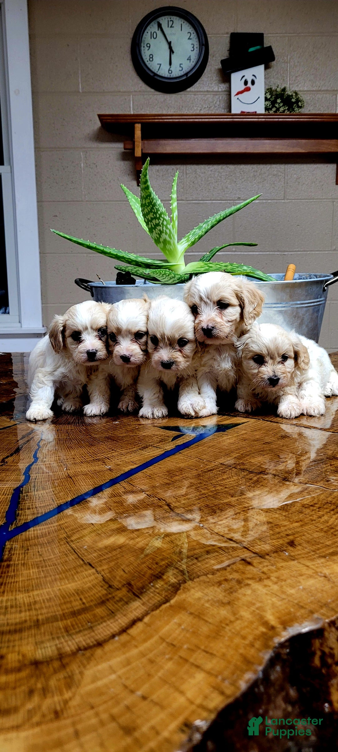 Cavachon dogs for sale: Bela  - Ad 7