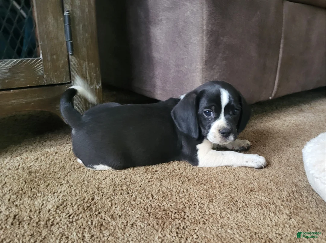 Puggle dogs for sale: Flip - Ad 2