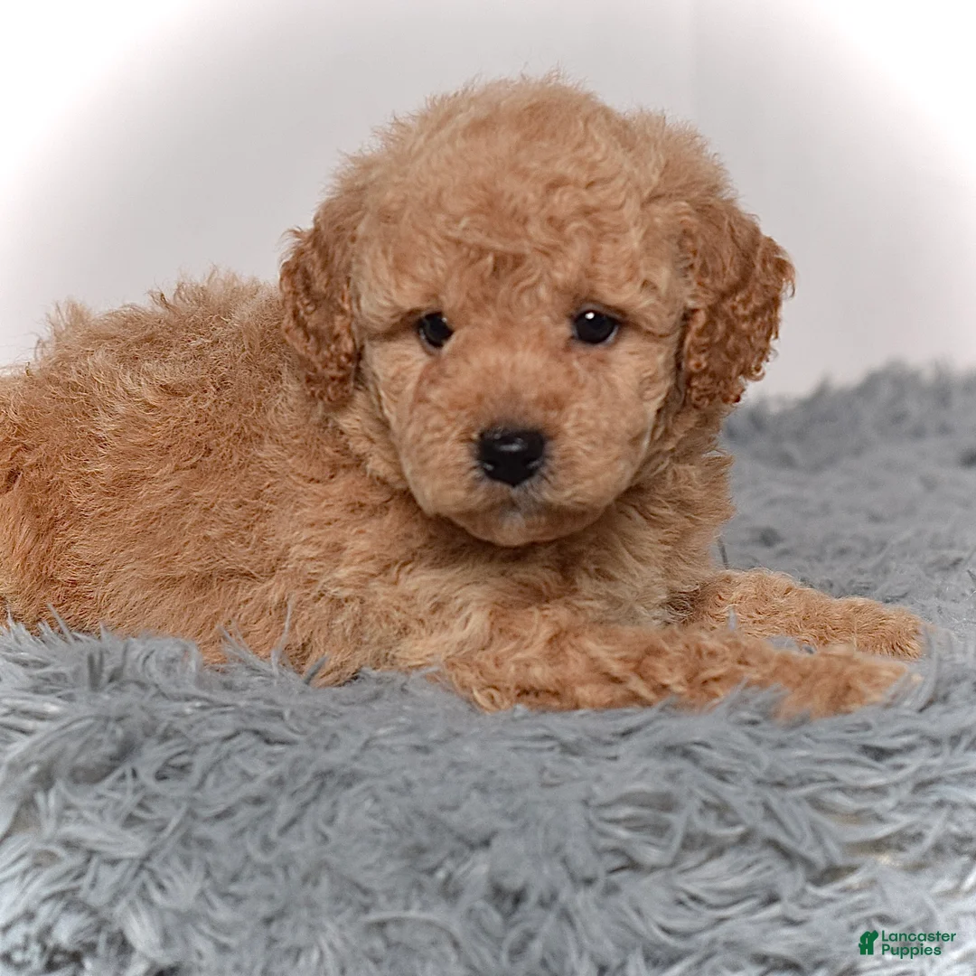 Mini Goldendoodle dogs for sale: Mr. Marco - Ad 2