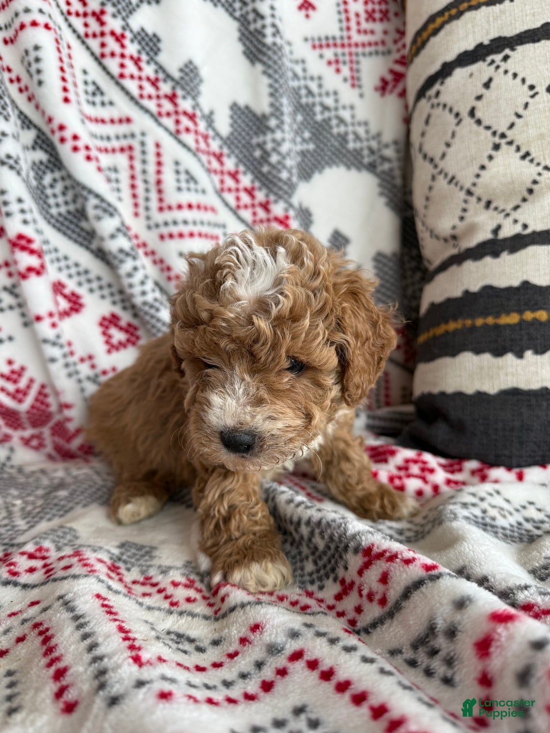 Mini Bernedoodle dogs for sale: Cash  - Ad 6