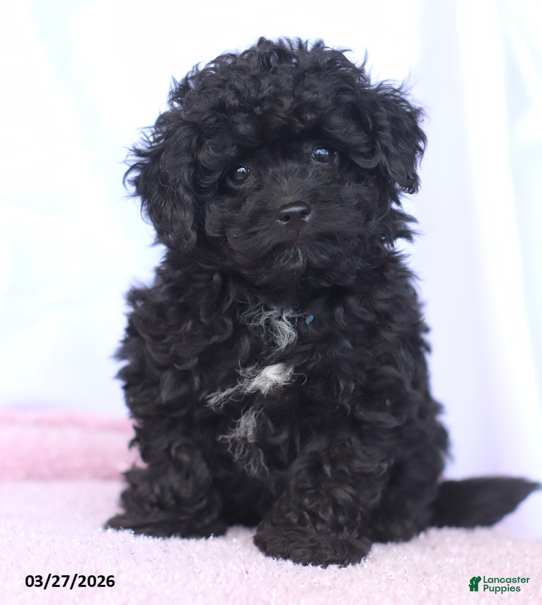 Toy Poodle dogs Kingston - Ad 1