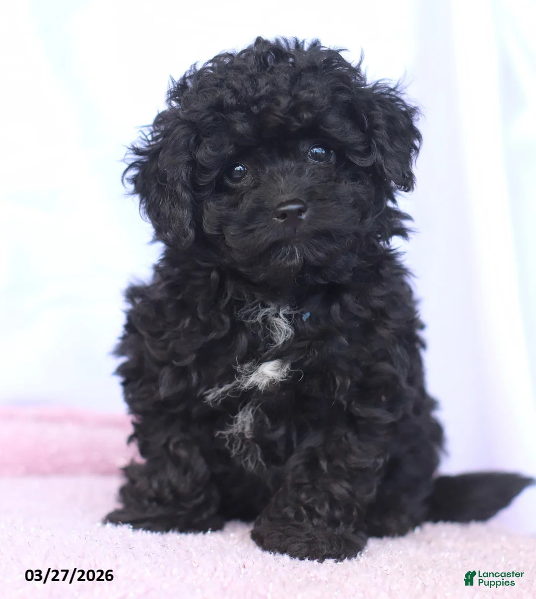 Toy Poodle dogs for sale: Kingston - Ad 1