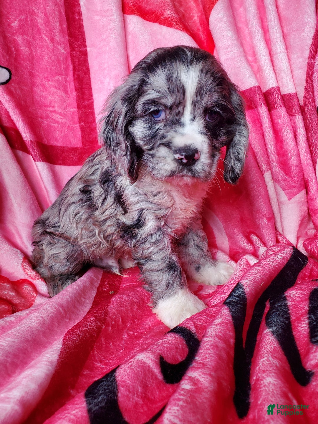 Cocker Spaniel dogs for sale: Finn - Ad 6