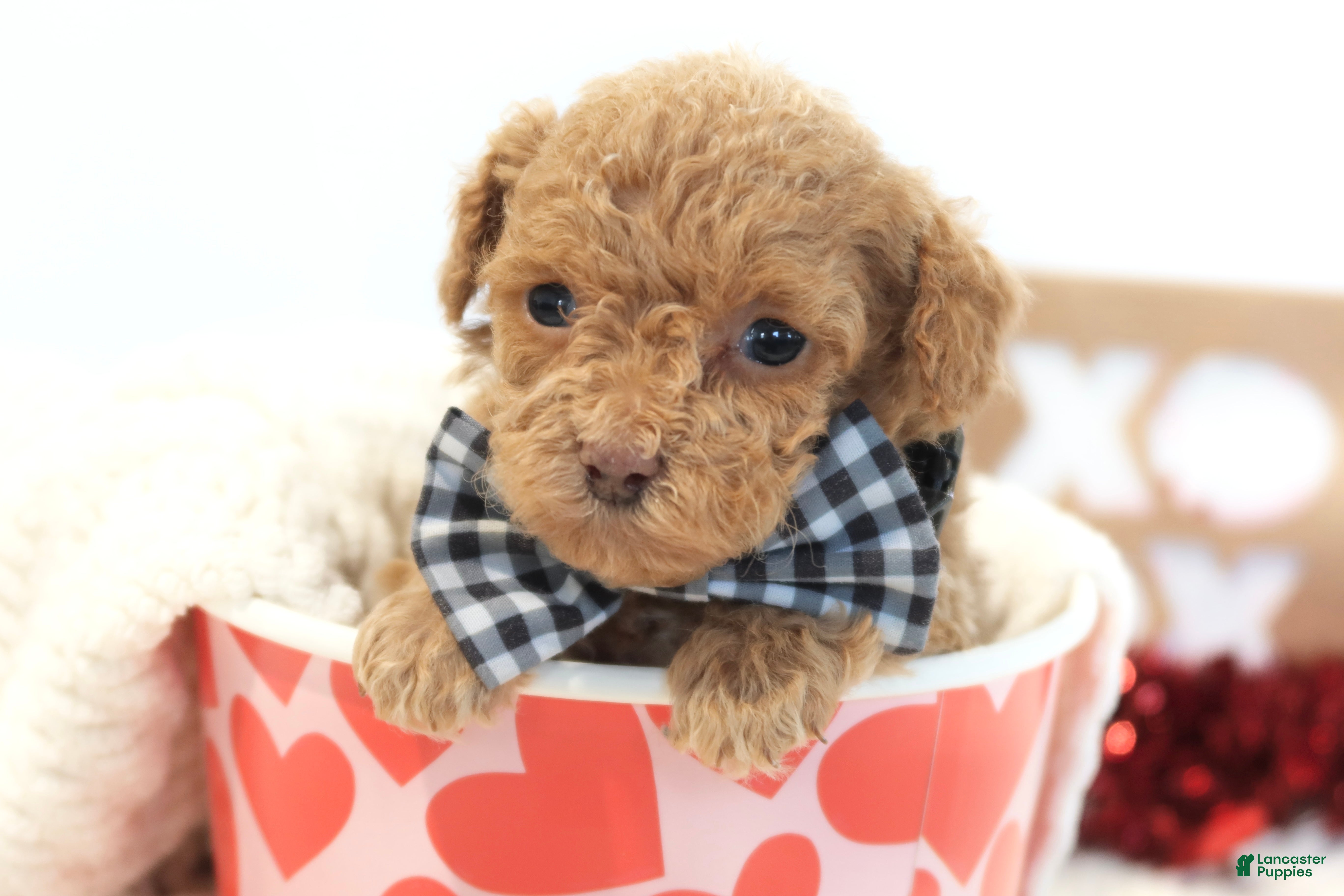Toy Poodle dogs Romeo - Ad 4