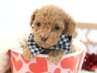 Toy Poodle dogs Romeo - Ad 4