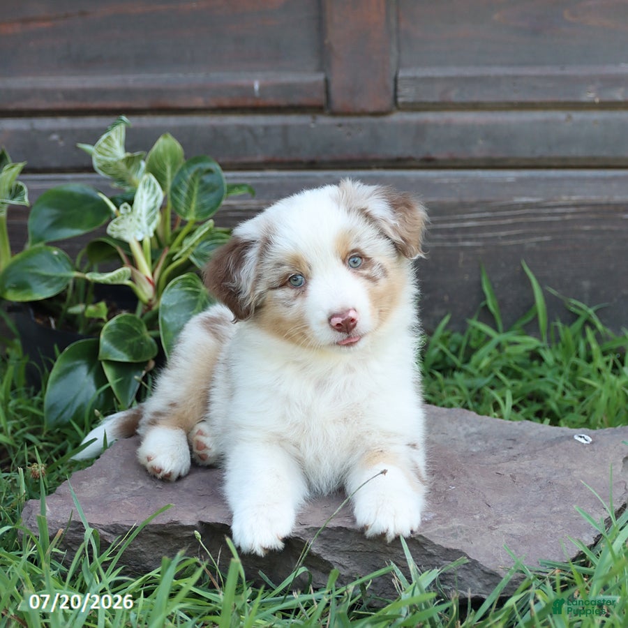 Australian Shepherd dogs Misty - Ad 2