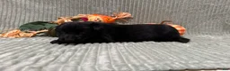 German Shepherd dogs for sale: Sheba - Ad 7