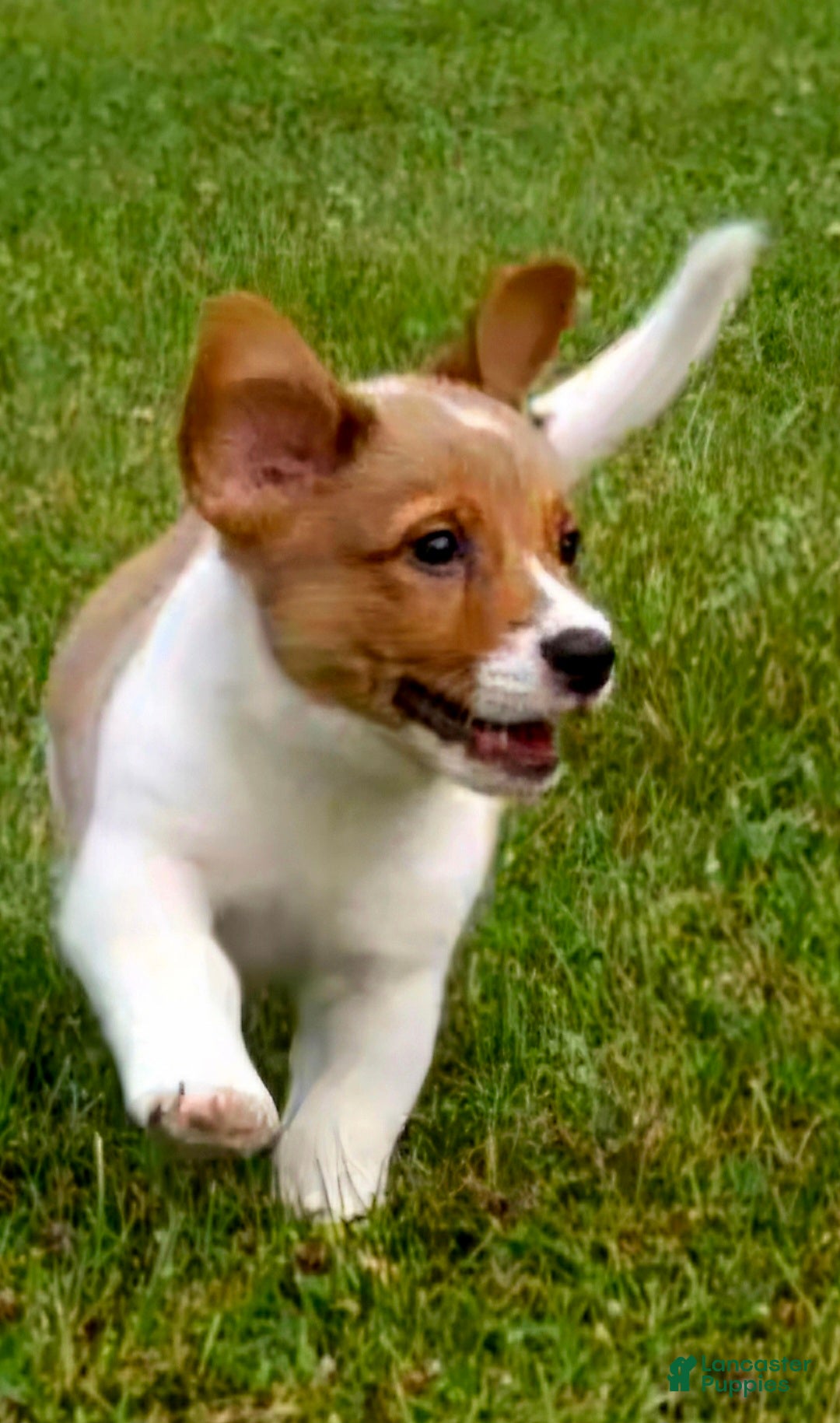 Mixed Breed dogs Orpheus - Ad 2