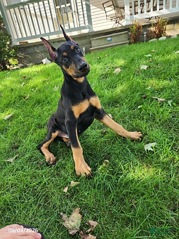 Doberman Pinscher dogs Kingston - Ad 1