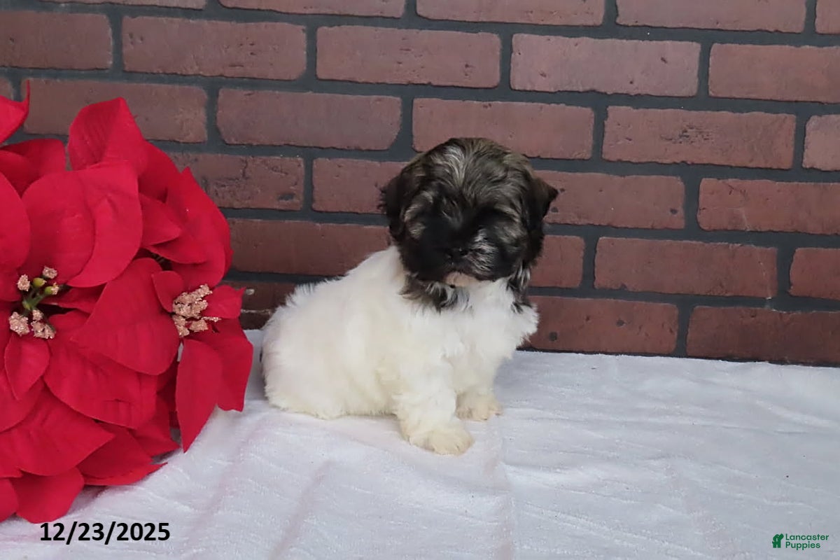 Havanese dogs Randy - Ad 2