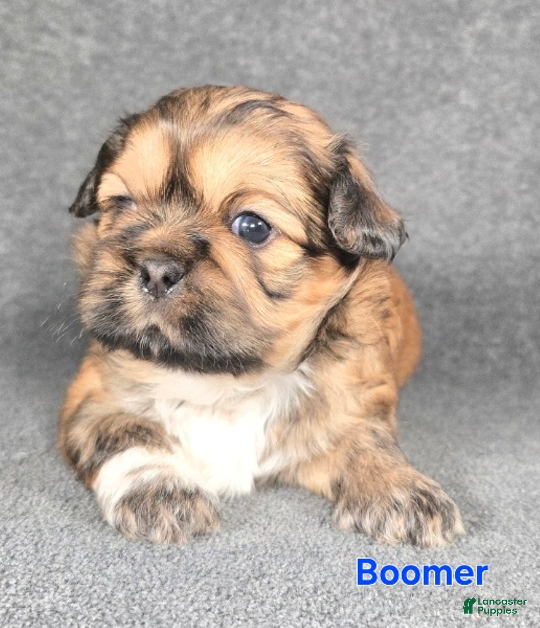 Shih Tzu dogs for sale: Boomer - Ad 4