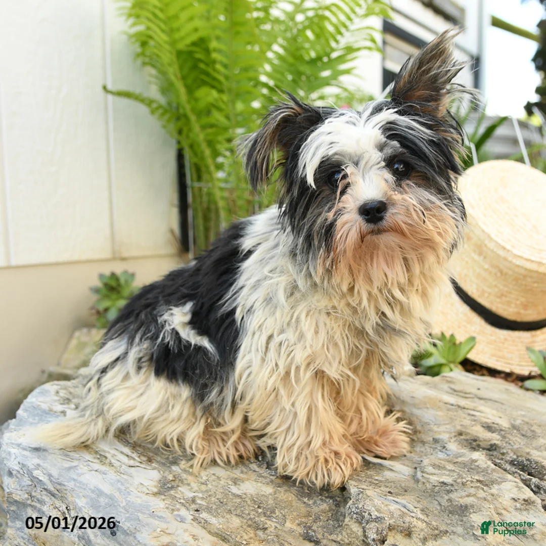 Biewer Terrier dogs for sale: Bud - Ad 1