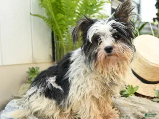 Biewer Terrier dogs for sale: Bud - Ad 1