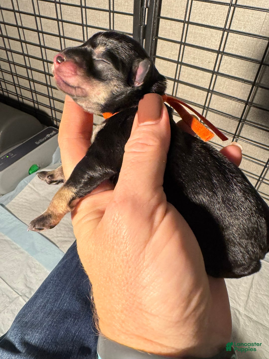 Miniature Schnauzer dogs for sale: Autumn - Ad 1