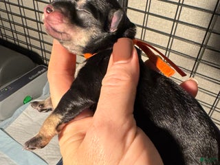 Miniature Schnauzer dogs Autumn - Ad 1