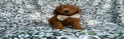 Mini Goldendoodle dogs for sale: Leon - Ad 10