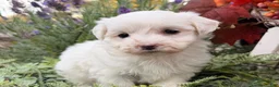 Maltese dogs for sale:  Tilly - Ad 6