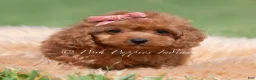 Maltipoo dogs for sale: Cupcake F1 - Ad 2