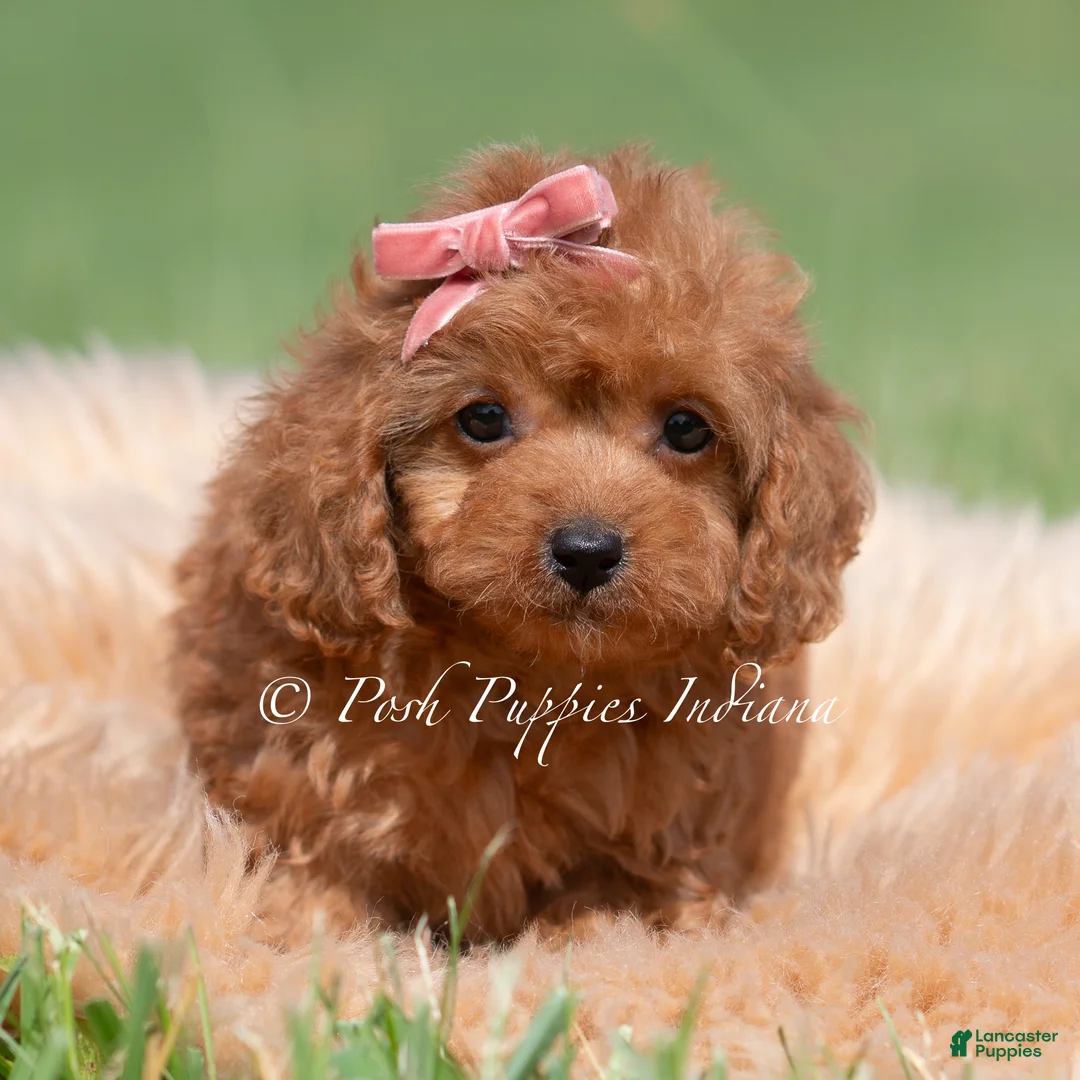 Maltipoo dogs for sale: Cupcake F1 - Ad 2