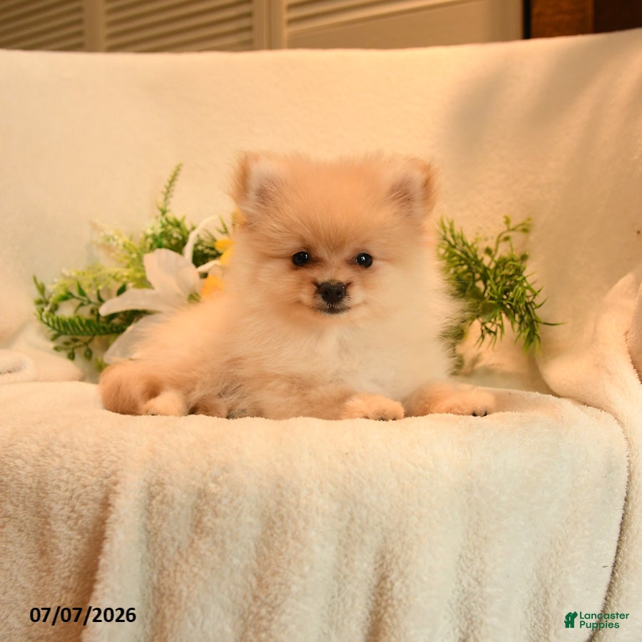 Pomeranian dogs Pickwick - Ad 2