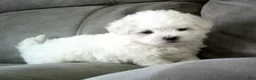 Maltese dogs for sale: Suzy - Ad 3