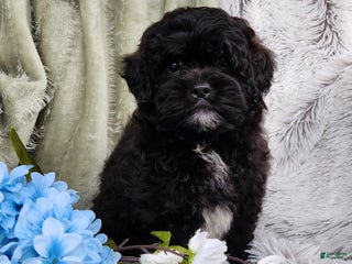 Shihpoo dogs - Ad 7