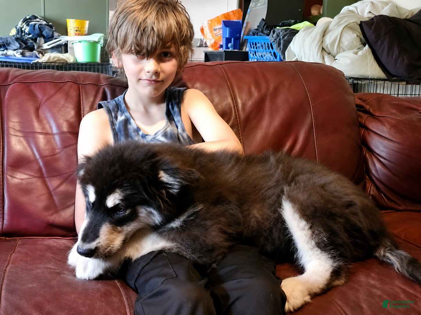 Alaskan Malamute dogs Alaskan Malamute Puppy 6 - Ad 1