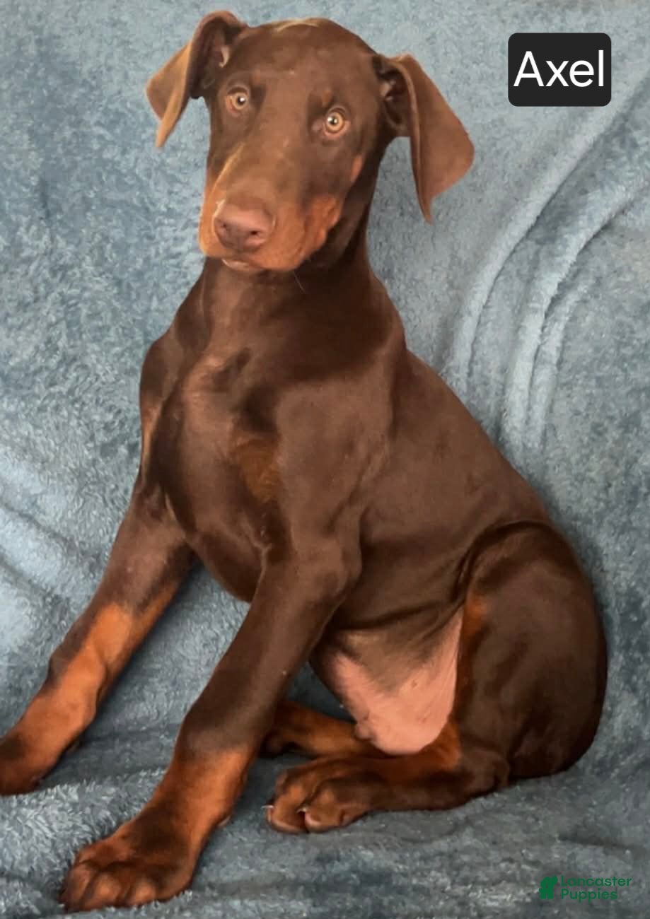 Doberman Pinscher dogs Axel - Ad 4