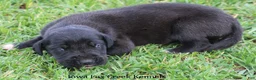 Great Dane dogs for sale: Maya - Ad 6