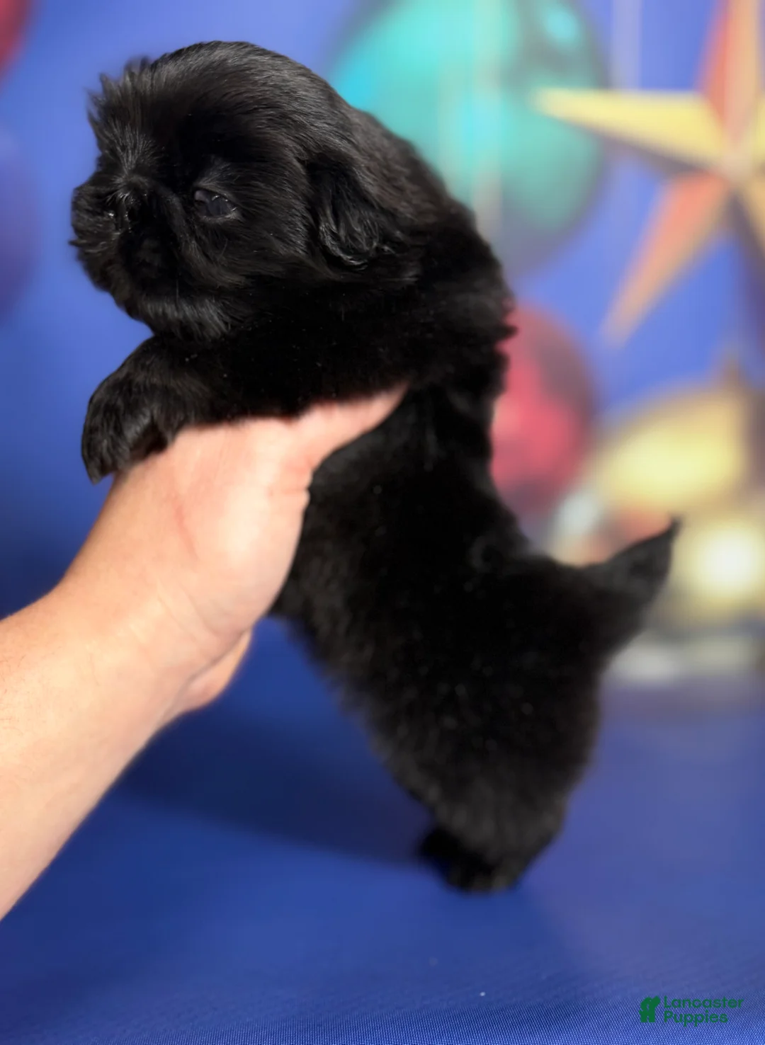 Pekingese dogs for sale: AKC DNA OFA Pablo - Ad 12