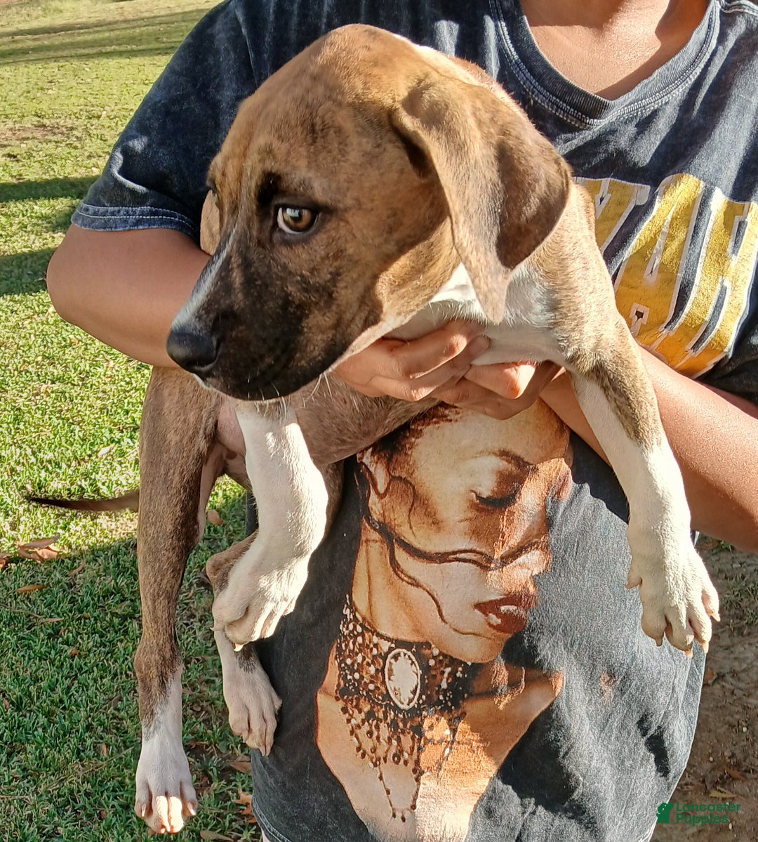 American Pit Bull Terrier dogs for sale: American Pit Bull Terrier Puppy 1 - Ad 5