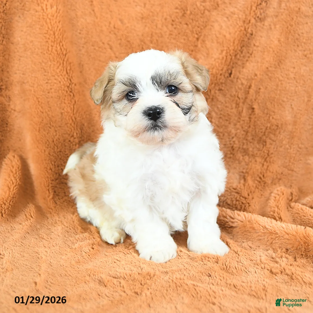 Teddy Bear dogs for sale: Nashville - Ad 1