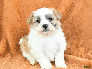 Teddy Bear dogs Nashville - Ad 38