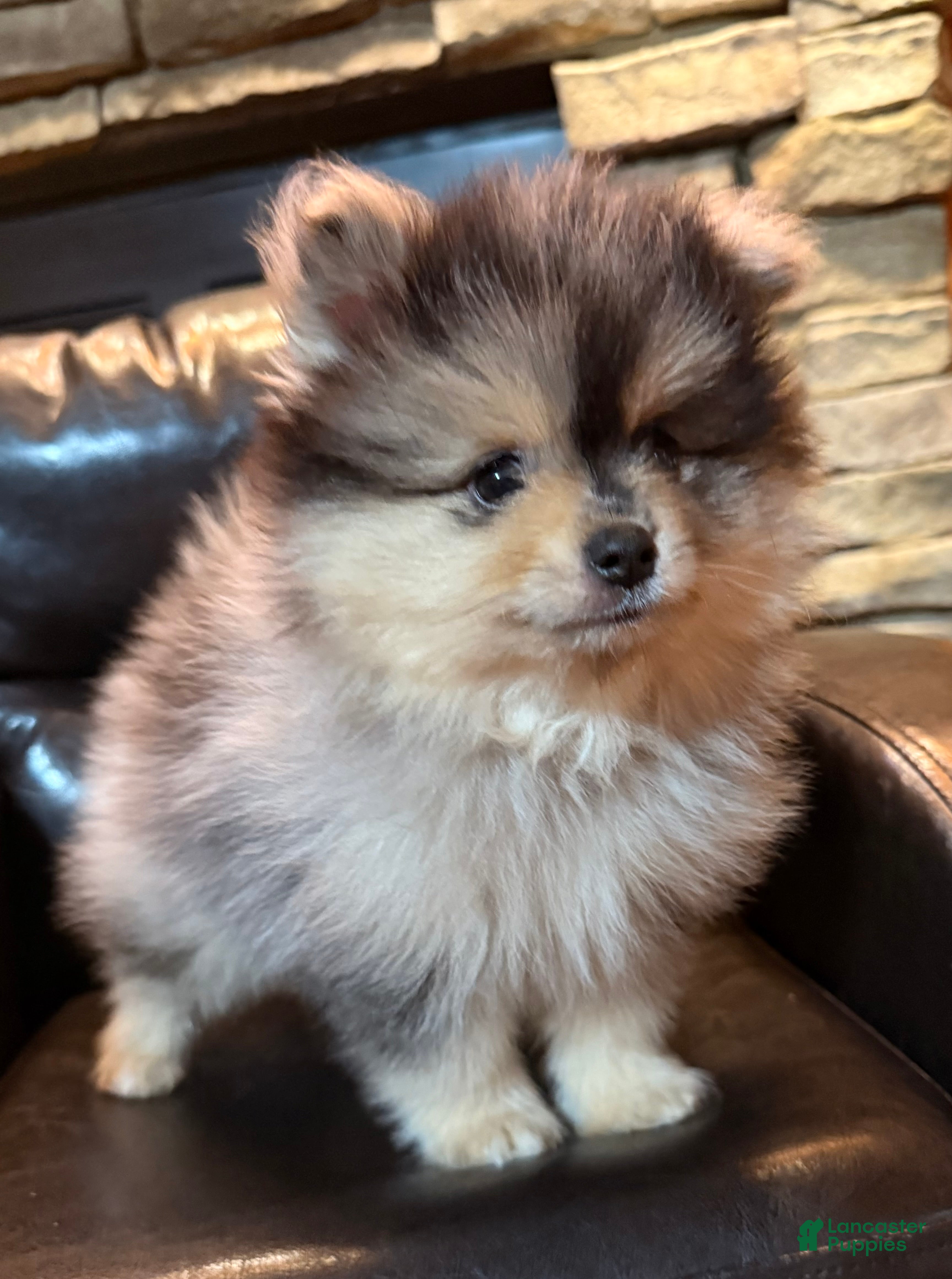 Pomeranian dogs Pomeranian Puppy 2 - Ad 2
