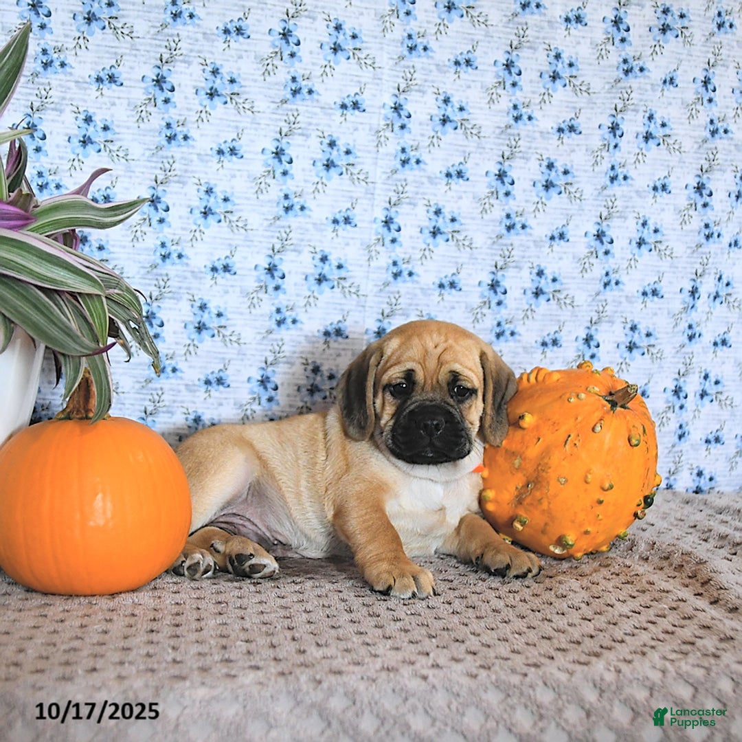 Puggle dogs for sale: Hosea - Ad 15