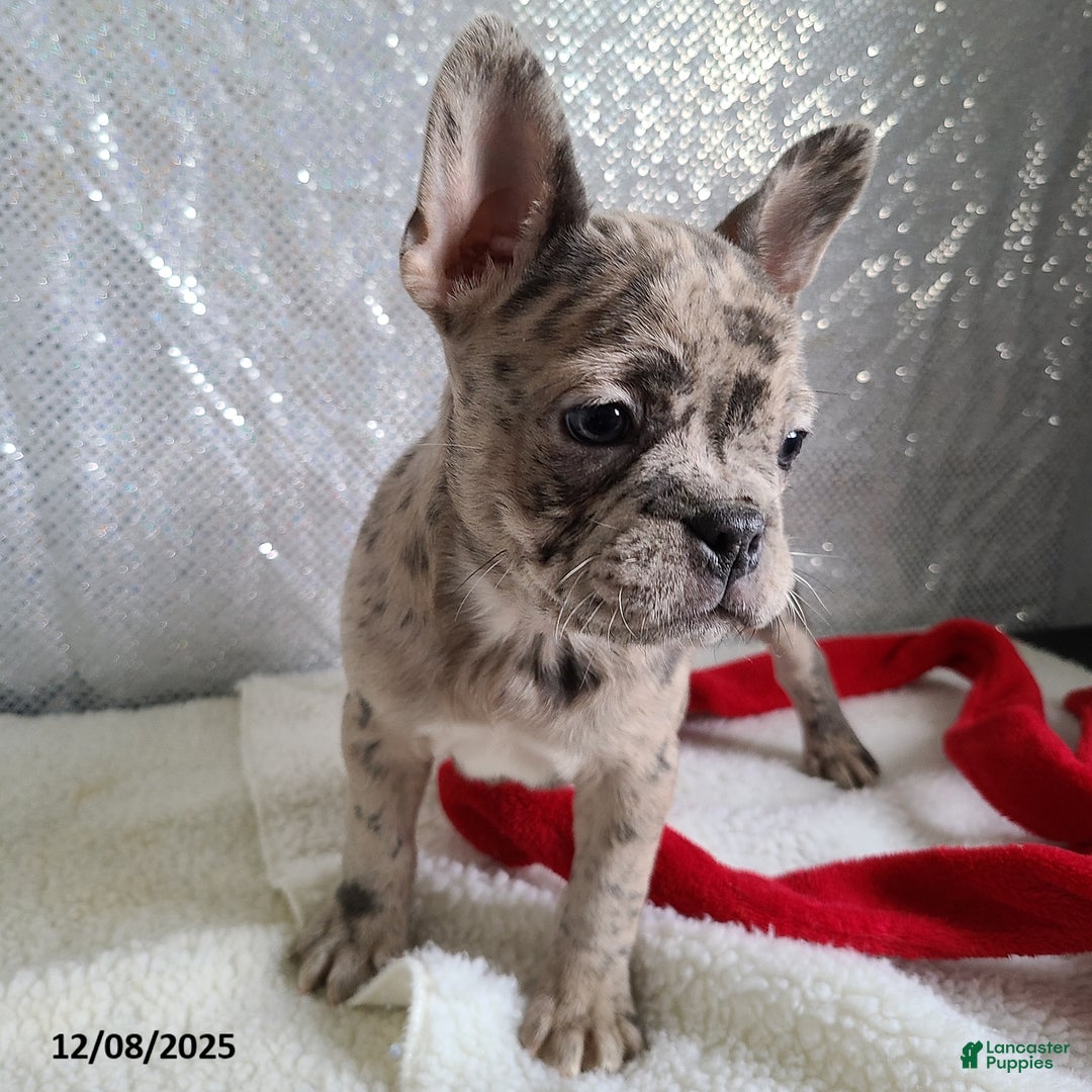 Frenchton dogs for sale: Pebbles - Ad 3