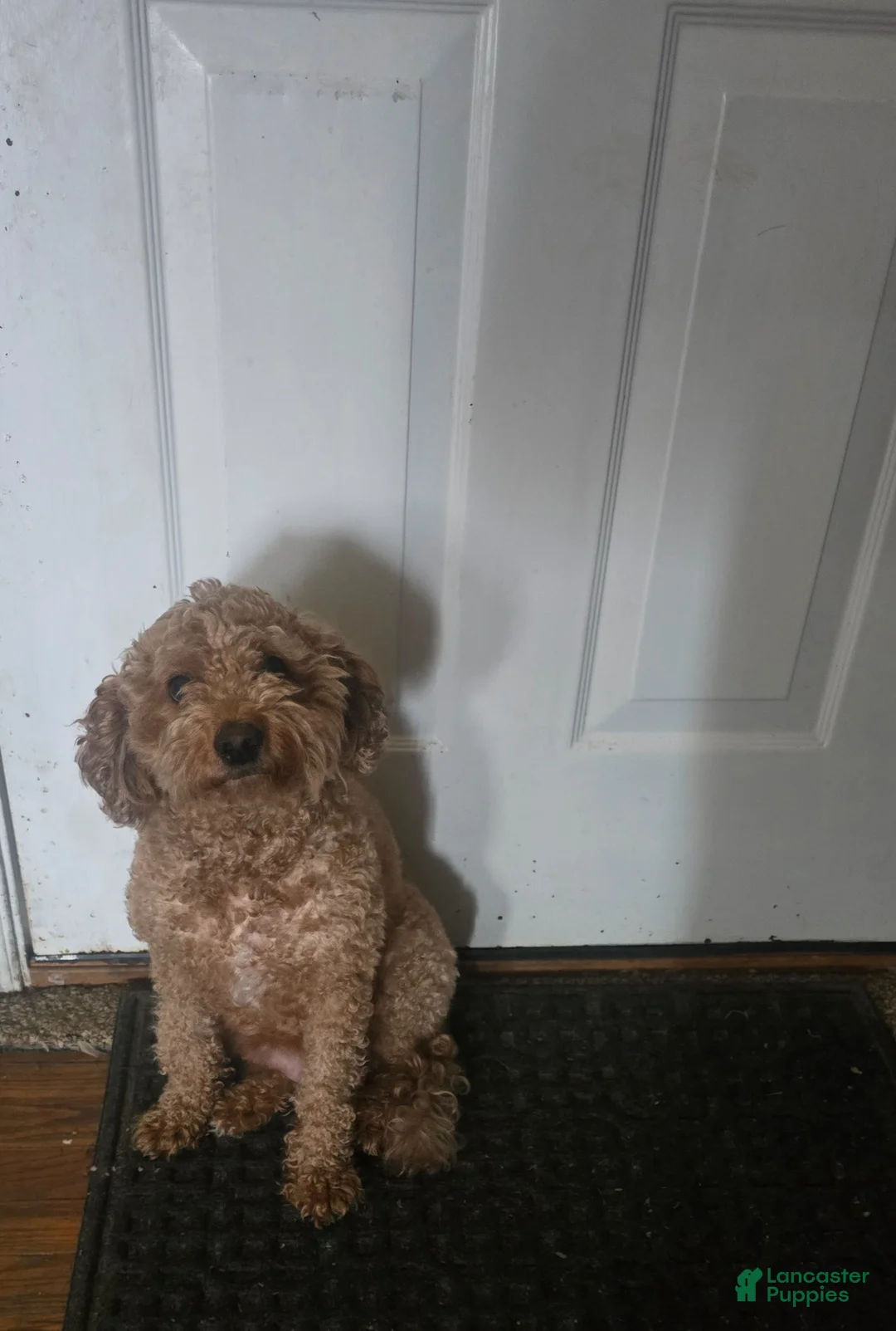 Mini Goldendoodle dogs for sale: Rocky - Ad 2
