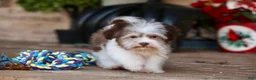 Havanese dogs for sale: Hope - Ad 21