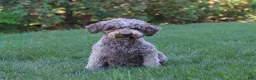 Lagotto Romagnolo dogs for sale: Kaylee - Ad 7