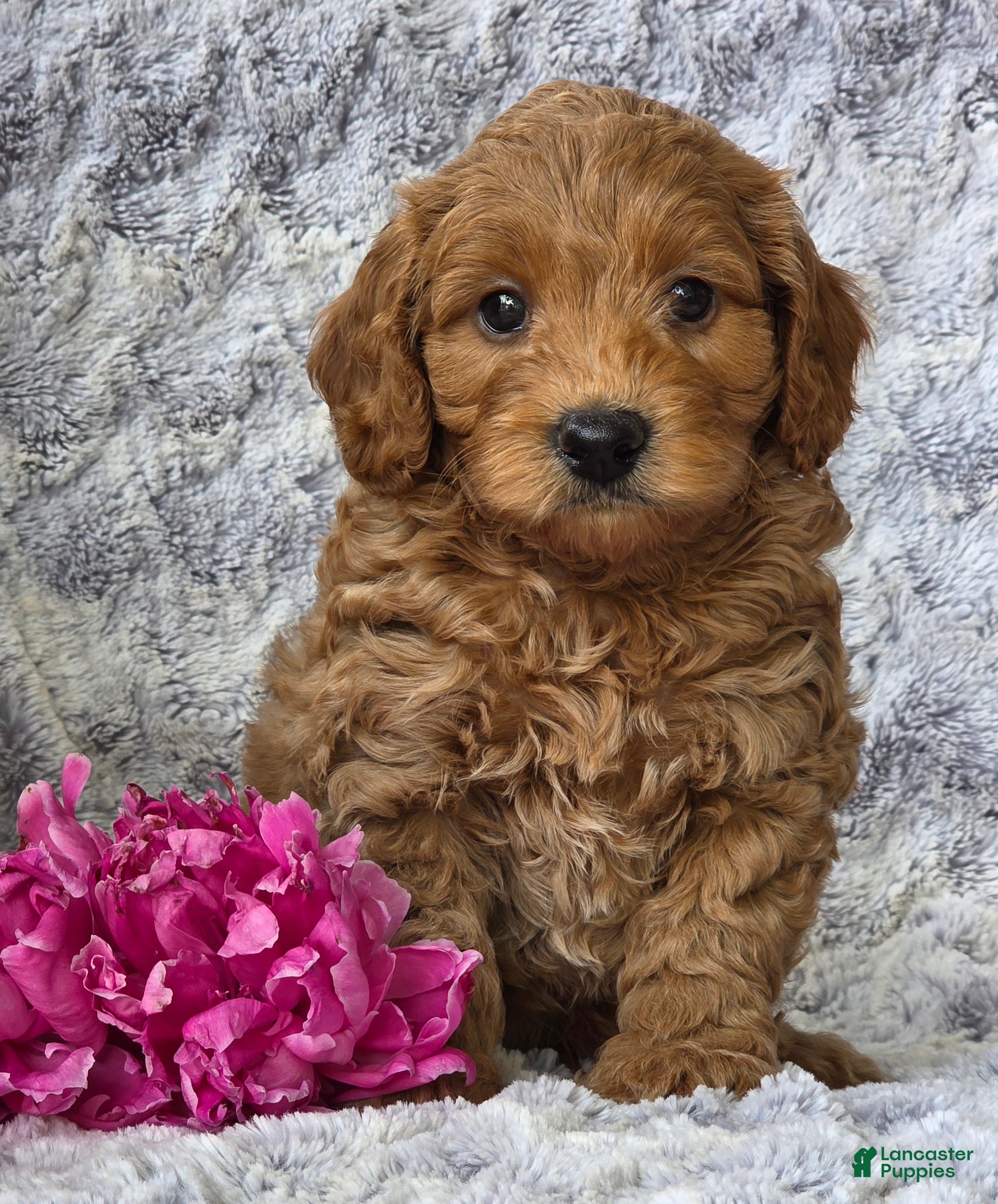 Cavapoo dogs Sunburst - Ad 1