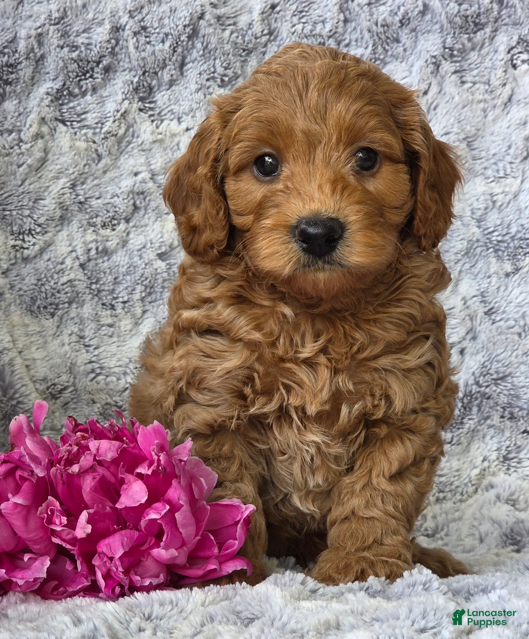 Cavapoo dogs for sale: Sunburst - Ad 1