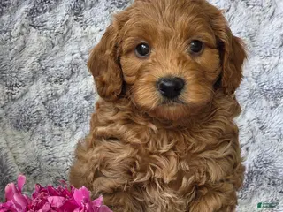 Cavapoo dogs for sale: Sunburst - Ad 3