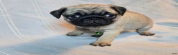 Pug dogs for sale: Francine - Ad 6