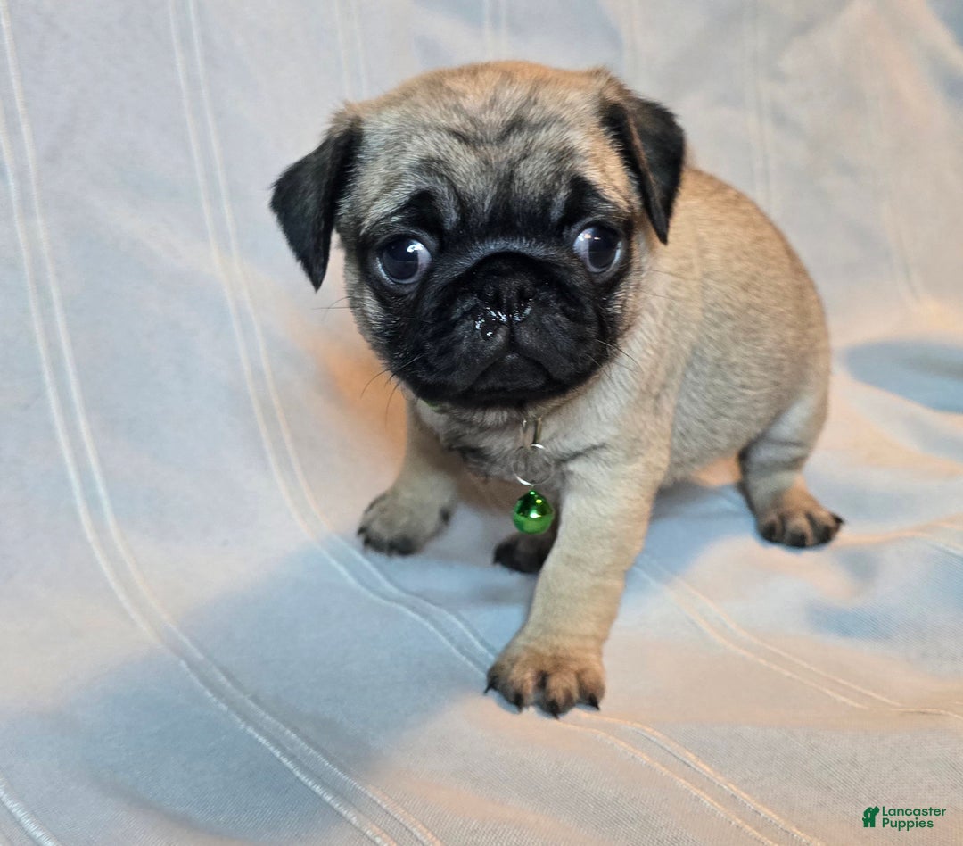 Pug dogs for sale: Francine - Ad 6