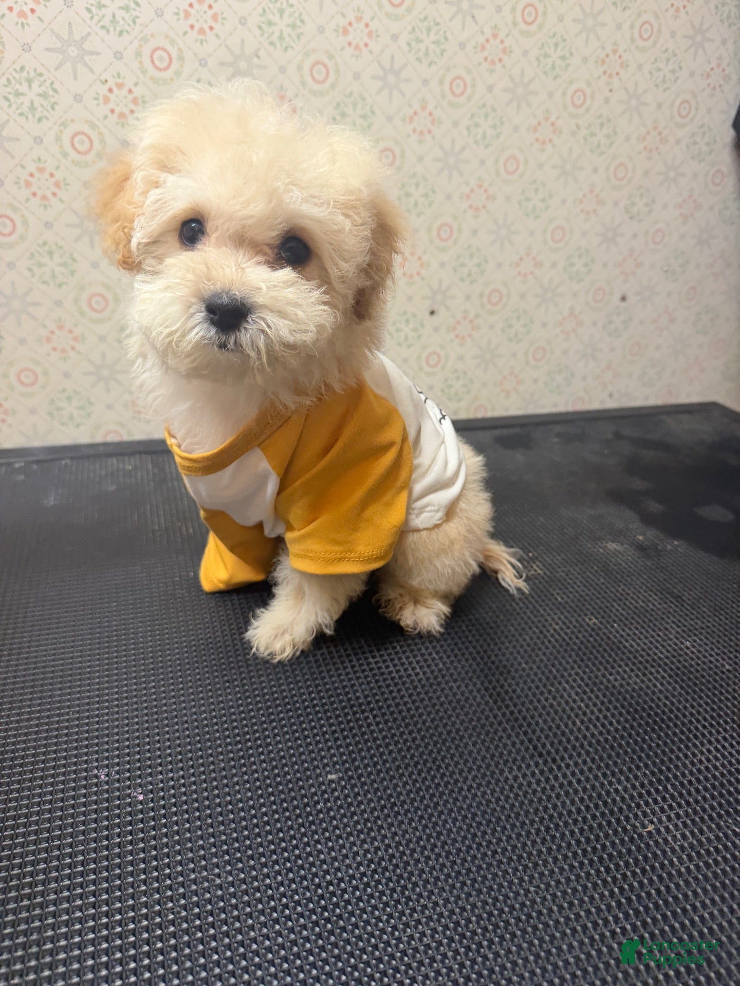 Maltipoo dogs Gelato - Ad 17